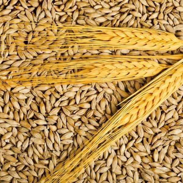 HIGH QUALITY BARLEY