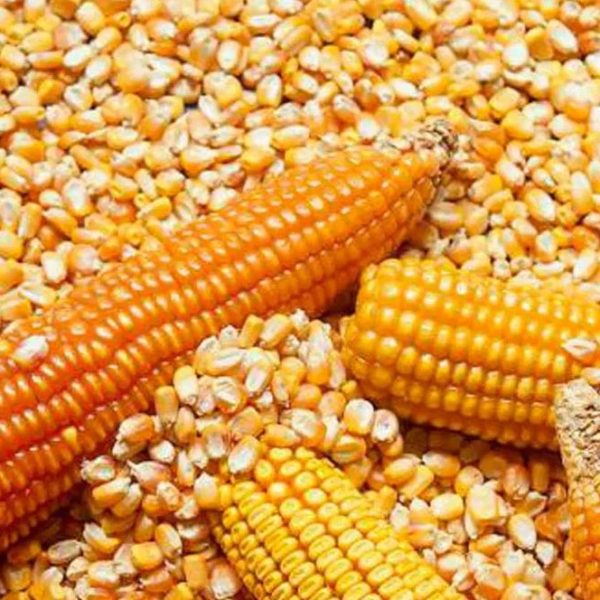 NON GMO YELLOW MAIZE/CORN